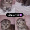 น้องแมวสก็อตติชโฟลด์